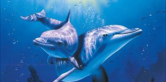 10 sự thật thú vị về cá heo 10 sự thật thú vị về cá heo